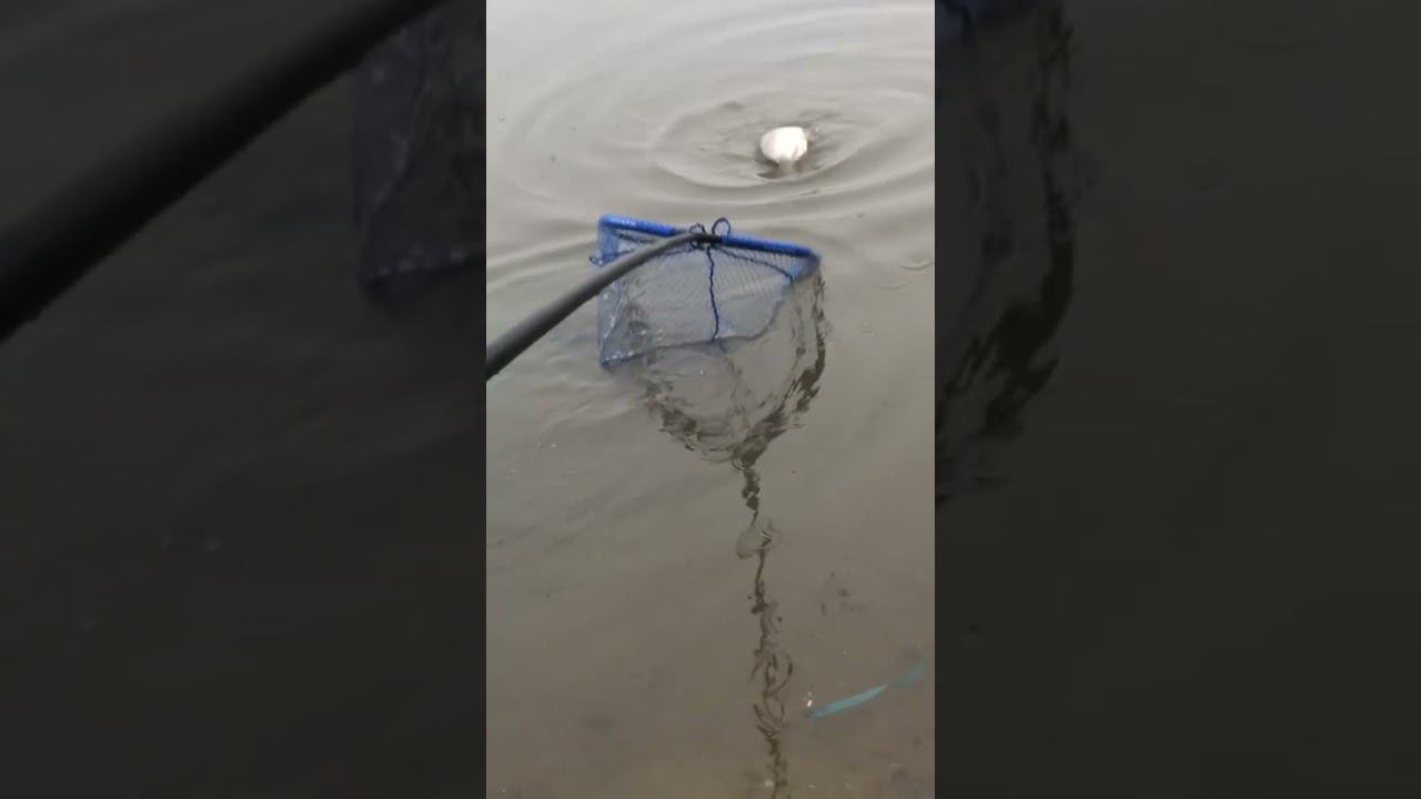 КРУПНЫЙ КАРАСЬ на РЕКЕ ВЕСНОЙ смотреть онлайн