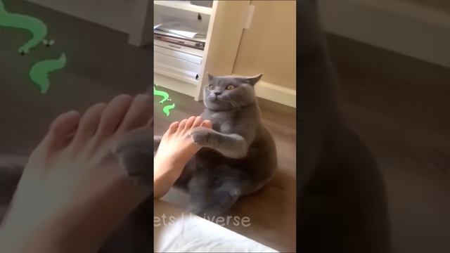 Ставь ЛАЙК если любишь котиков 💔😂 смотреть онлайн