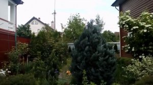 Павловния в мае 2019.   Майский сад : пионы,  клематис Асао., Калина и много  другого?# павловния