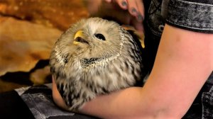 Югорская сова обрела новый дом где-то под Нижним Тагилом