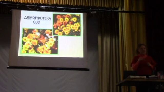 Однолетники для сада. Лаватера, цинерария, брахикома,,флокс, львиный зев, бархатцы. Долгих Анна смотреть онлайн