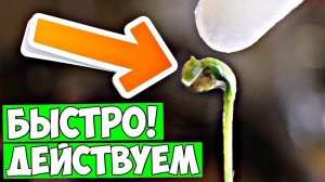 Росток не может освободиться от оболочки семечки! Есть простое лечение!