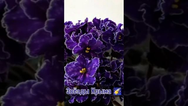 Новые растения в нашем 🏡 #flowers #весна #violet #фиалки #canada #казахстан #узбекистан #цветы смотреть онлайн