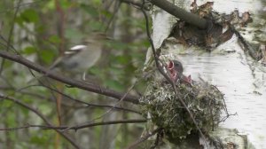 Зяблик кормит потомство.
