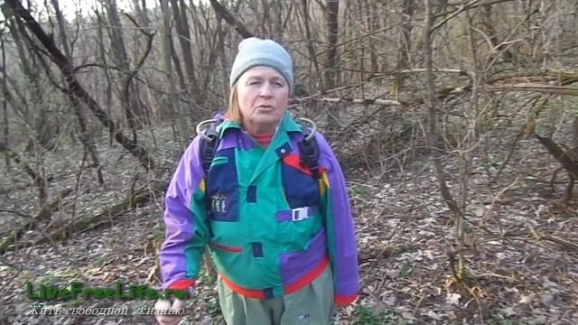 Чистец весенний (чистяк) - ранневесенняя витаминная зелень