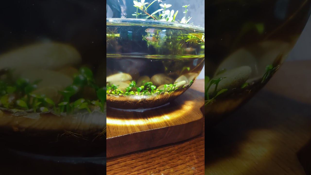 Аквариумный спецназ #аквариум #aquarium #аквариумдома #флорариум
