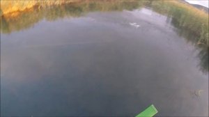 Csuka Savage Gear 3D Roach Shine Glider swimbaitre