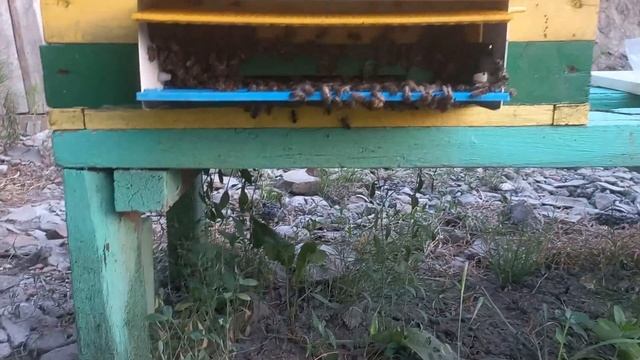 Сетчатое дно или глухое? Плюсы, минусы. Как переделать? смотреть онлайн