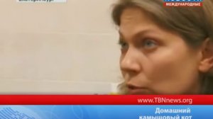 Домашний камышовый кот