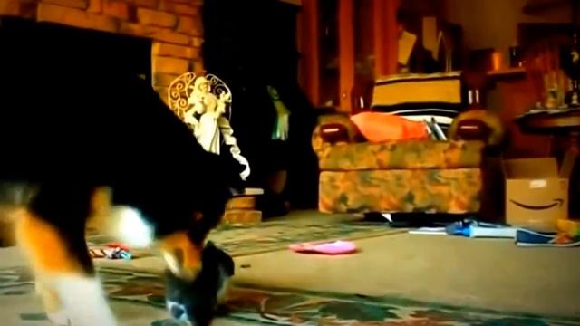 Маленькие котята и большие собаки смотреть онлайн