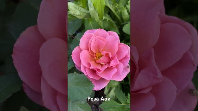 Роза Аои/rose Aoi японская Роза