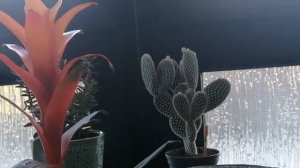 Опунция мелковолосистая, уход и содержание!