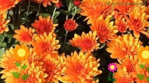 Хризантема корейская. Краткий обзор, описание характеристик chrysanthemum koreanum Огниво
