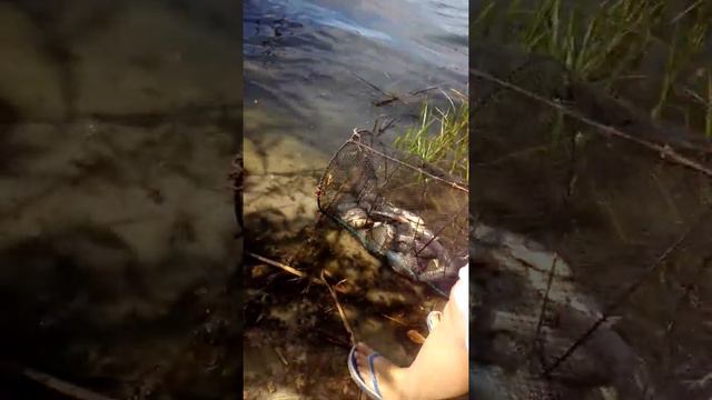 Норка ворует рыбу ! смотреть онлайн