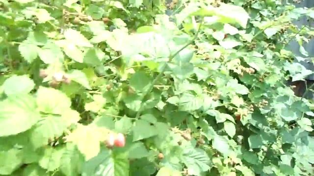 малина на шпалере. так сможет каждый, видео для начинающих . смотреть онлайн