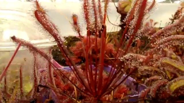 Drosera capensis 'Red' ~ The Cape Sundew, Carnivorous Plant смотреть онлайн