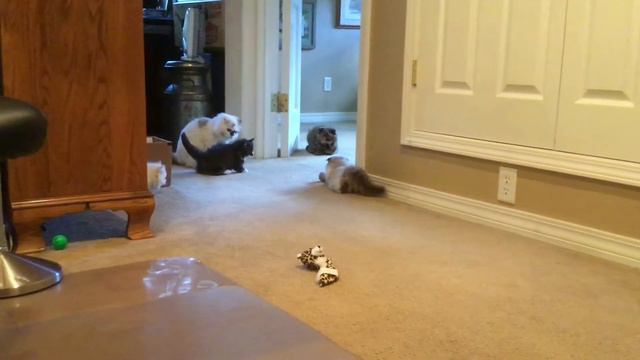 Munchkin- Scottish Fold "Sophie" CFA-TICA registered смотреть онлайн