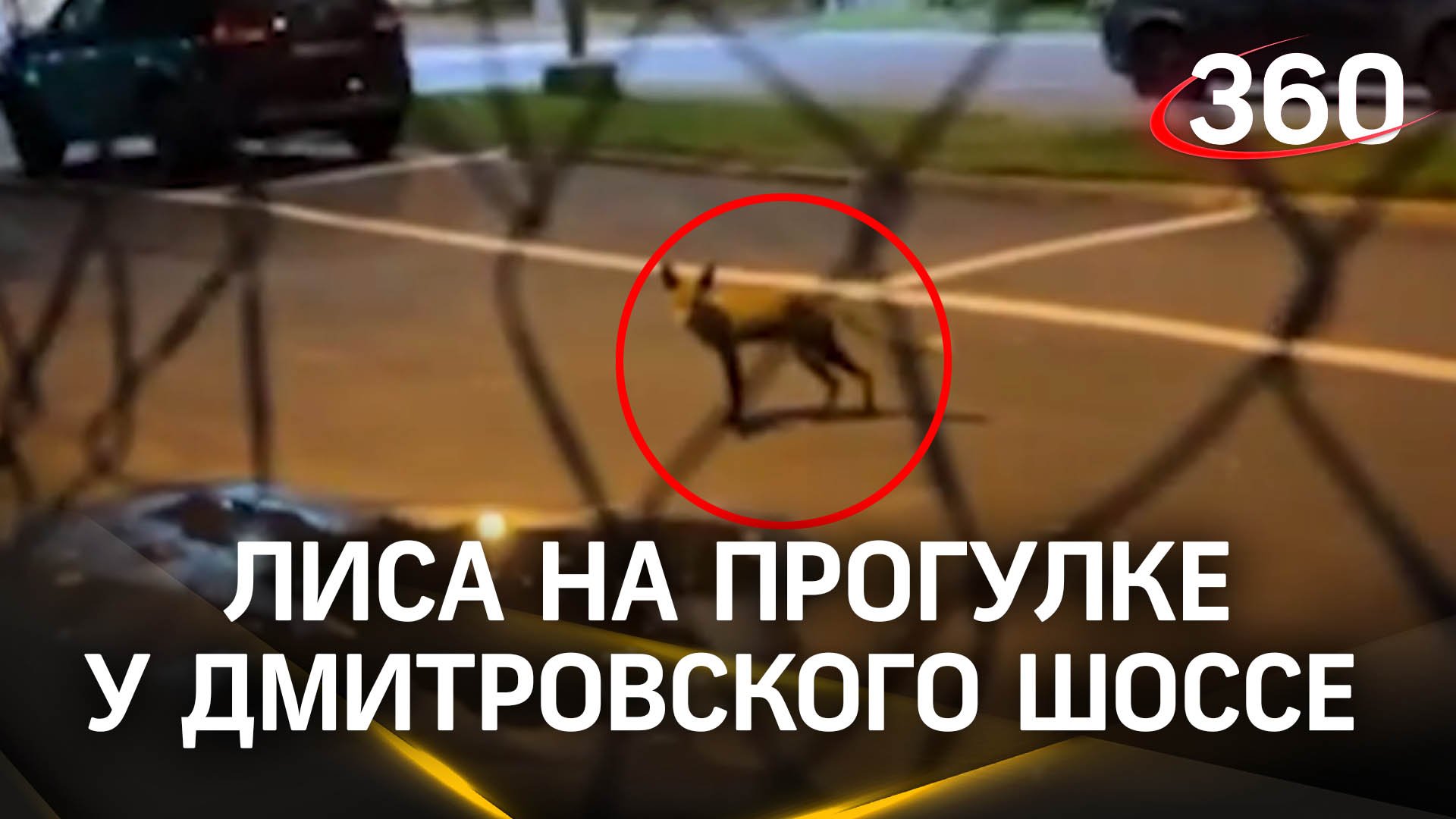 Поиски рядового Колобка: лиса вышла на променад к Дмитровскому шоссе