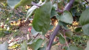 Формировка яблони - балерина.