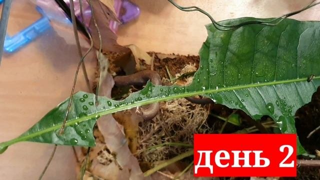 За сколько дней палочники съедят листик?#ромакомаров #дети #насекомые #домашниеживотные #эксперимен