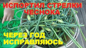 Испортил стрелки чеснока. Через год исправляюсь.