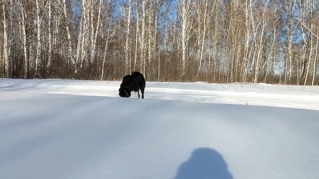 Волкособ. Гибрид канадского волка и лайки.mp4