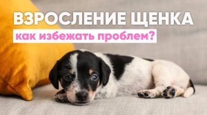 В вашей жизни появился ЩЕНОК🐾 Какие ПРОБЛЕМЫ могут возникнуть в воспитании и как их РЕШИТЬ✅