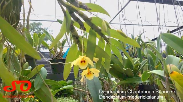 Dendrobium Chantaboon Sunrise x Dendrobium friedericksianum смотреть онлайн