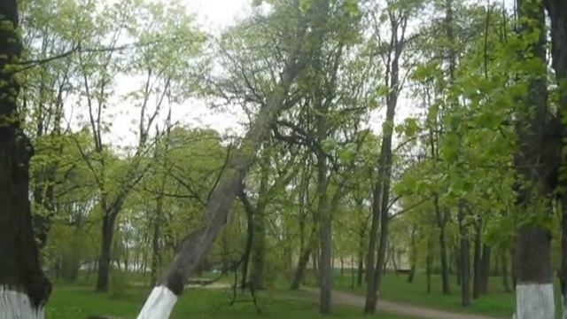 Падающая липа в парке Ленина