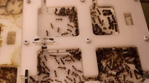 Муравьи ГНОМЫ и НОВЫЕ муравьи на КАНАЛЕ! Acanthomyrmex glabfemoralis, Lepisiotа и ДРУГИЕ!