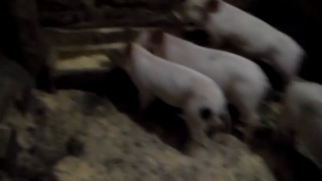 Как начинать кормить подсосных поросят.Когда нужно отлучать поросят от свиноматки. смотреть онлайн