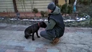 246. Дрессировка щенка кане-корсо