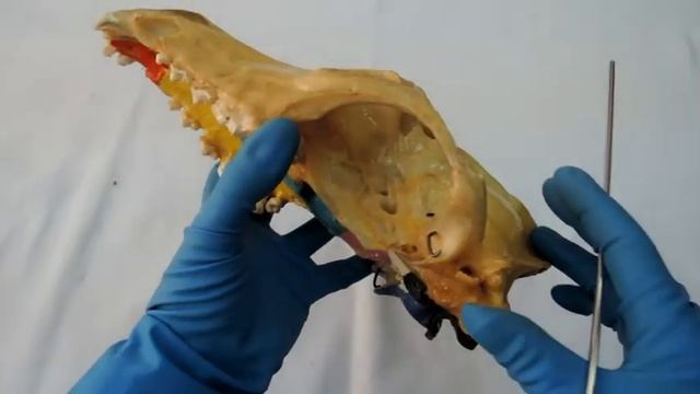 Видеозанятие 6 "Кости черепа" смотреть онлайн