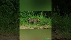 Ягуар: интересные факты о животном