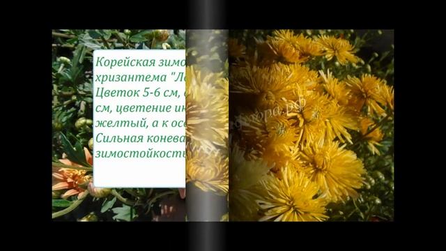Зимостойкая садовая хризантема смотреть онлайн