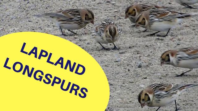 Backyard Birds Trailer 2019-03-01 смотреть онлайн