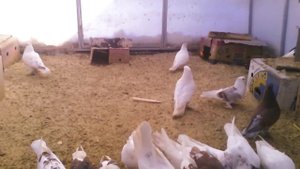 Андижанские голуби, узбекские бойные голуби