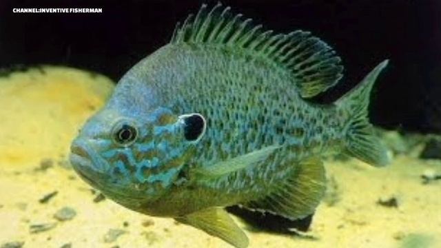 Чем опасен СОЛНЕЧНЫЙ ОКУНЬ? Яркий ВРЕДИТЕЛЬ из Северной Америки. смотреть онлайн