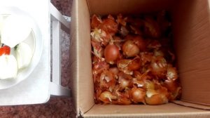 Покупной лук не пророс на хранении за целый год  Как такое может быть