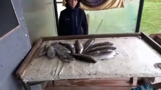 Форелевая рыбалка в Братовщине! смотреть онлайн