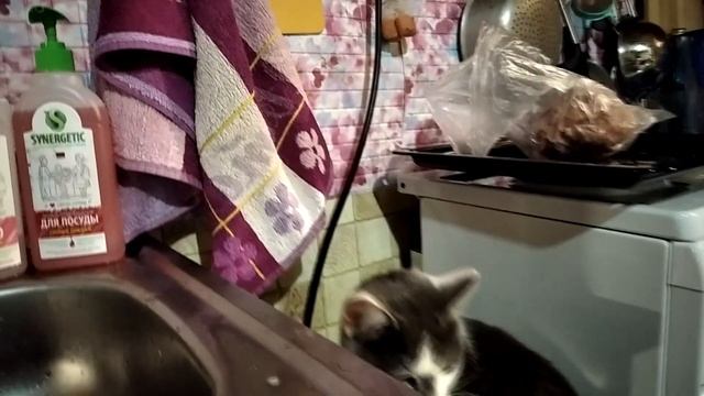 Когда нашему коту делать нечего он грызет полотенце смотреть онлайн