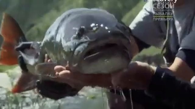 Ловля Монстра. Таймень смотреть онлайн