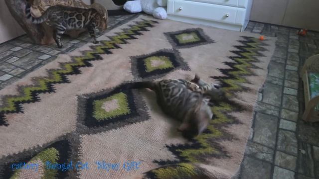 Бенгальский кот. Питомник бенгальской кошки. Бенгал в семье, поведение, характер, питание,  леопард