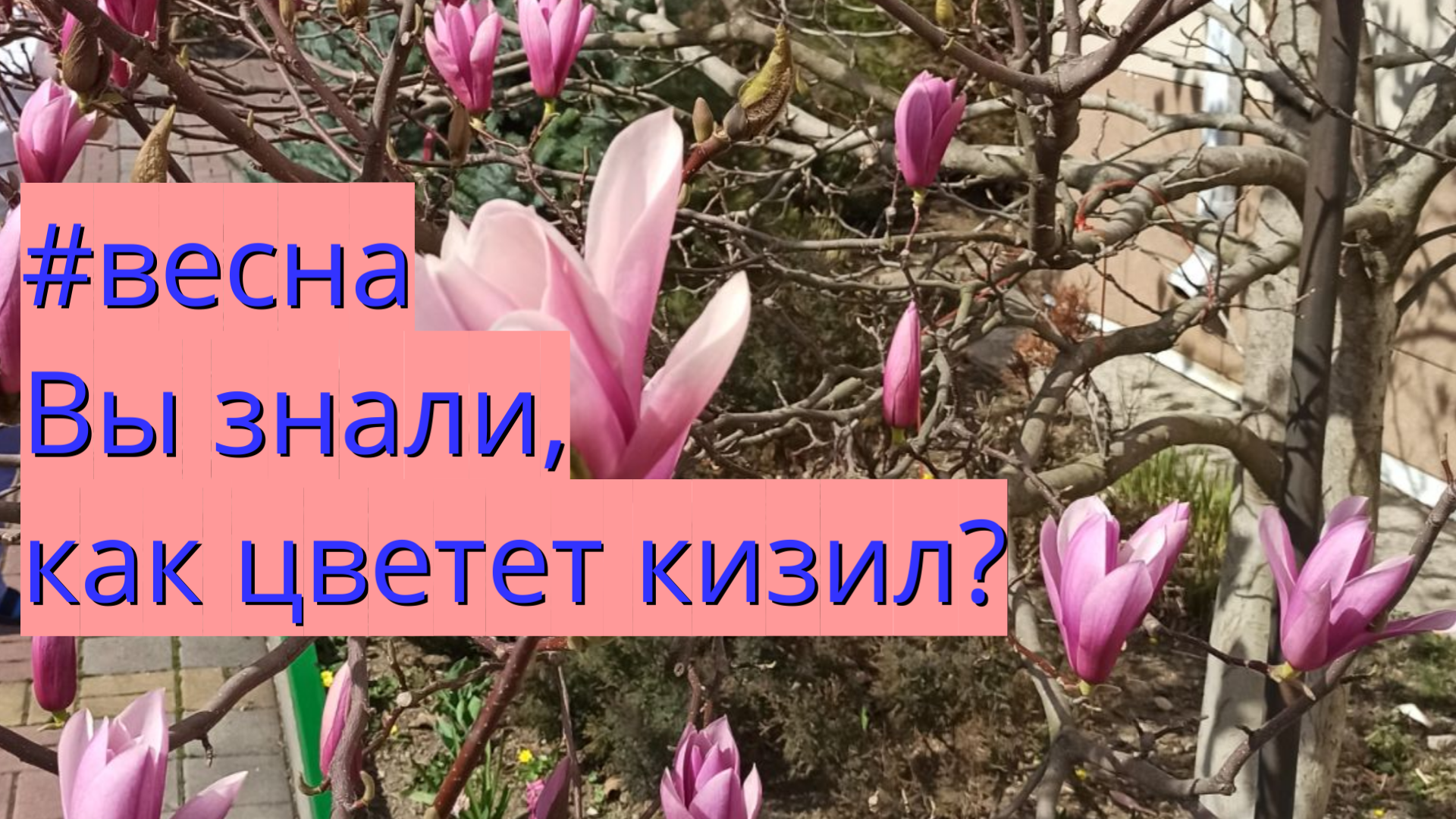 #весна Вы знали, как цветет кизил?