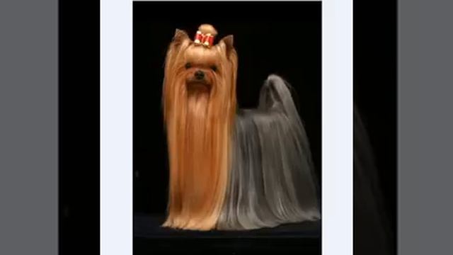 Йоркширский терьер - разведение, роды - все о породе смотреть онлайн