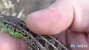 Ящерица кусается и прячется
