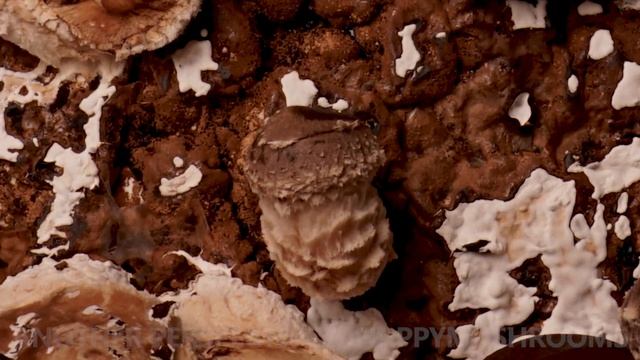 Growing Mushrooms Time Lapse Compilation смотреть онлайн