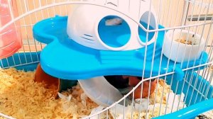 ПРОБЛЕМА ВЫПАДЕНИЯ ШЕРСТИ У ХОМЯКОВ | В ЧЕМ ПРИЧИНА? | KEKC CHANNEL