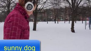 Учим собаку  правильно гулять на поводке. Остановка из движения