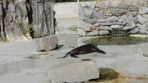 Cologne zoo. (Кельнский зоопарк)